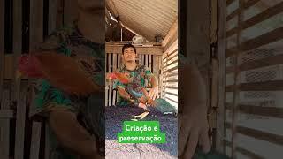 #pintinhos #matriz #qualidade #borabora #barbudo #bed #fundodequintal #ciclone #so #galo