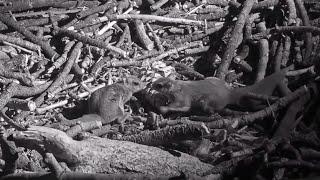 FOBBVThis Is Cray-Cray!Fiona & Fast Freddie Wrestle Over Pinecone2024-11-26