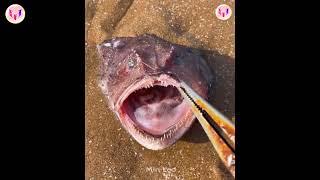 yt1s com   Catching Seafood  Deep Sea Octopus Catch Crab Catch Fish  Tik Tok 97 1080p