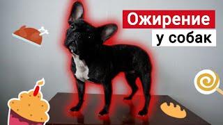 Чем опасен лишний вес для собак и как с ним бороться?