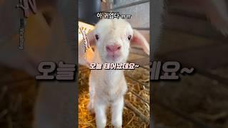 오늘 태어난 양의 귀여움 ㅠㅠ