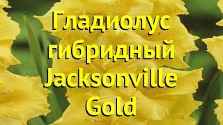 Гладиолус гибридный Жэаксонвили Голд. Краткий обзор, описание характеристик Jacksonville Gold