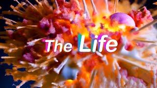 Palaraga - The Life (Music Video)