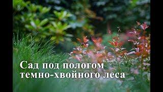  Лесной сад  - Ландшафтный дизайн