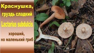 Груздь сладкий, Краснушка - Lactarius subdulcis.