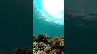 Aqua Life Explorer #marinemystery #ocean