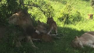 Gamewatchers Safaris & Porini Camps