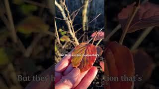 Roughleaf dogwood for arrow shafts.