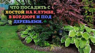 Что посадить с ХОСТОЙ на клумбе, в бордюре и под деревьями.