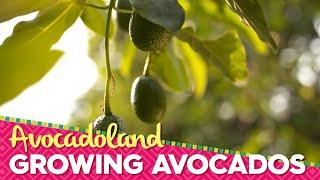 Avocadoland | Episode 1 | Avocados From Mexico