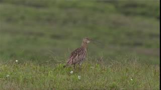 Curlew