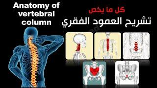 تشريح العمود الفقري - anatomy of vertebral column - ( كل ما تحتاج إلى معرفته ) - محمد ماجد