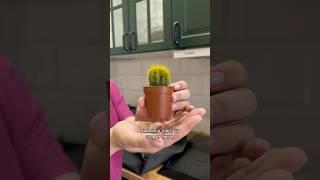 Взялись бы за спасение такого? #кактус #кактусы #суккуленты