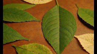 The Art of Leaf Decoupage Crafting with Natural Materials