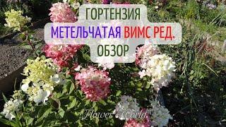 Гортензия метельчатая Вимс Ред. Обзор.