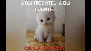 МИЛЫЕ КОТЕЙКИ (5 ЧАСТЬ)