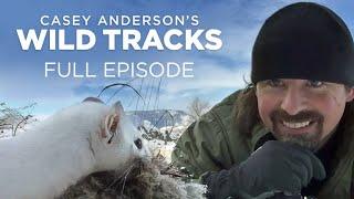 Casey Anderson's Wild Tracks 106: Ermine Tug of War