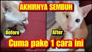 Cara mengobati mata kucing menonjol | Mata kucing menonjol