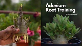 Adenium Root Training From Early Stage | Grow Radial Roots In Adenium | Happy Gardening