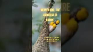 Weaver Bird: Nature’s Master Architect | Qur'an and the Wonders of Creation |