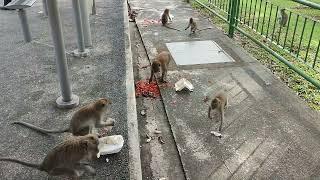 Naughty macaques