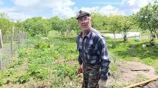 Сделали новый забор в огороде. Открыли перец и томаты.