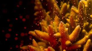 How do corals grow?