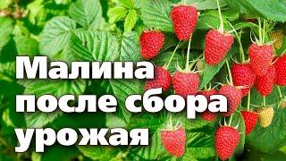 СДЕЛАЙТЕ ЭТО С МАЛИНОЙ ПОСЛЕ СБОРА УРОЖАЯ. В СЛЕДУЮЩЕМ ГОДУ ЯГОД БУДЕТ БОЛЬШЕ