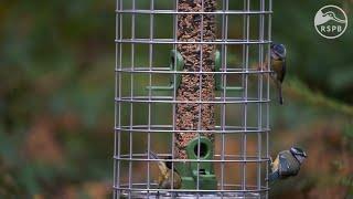 Seed Feeders for Birds | The RSPB