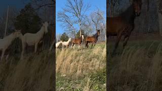 Feeding Time For Our New Horse Group! They Seem To Be Getting Along! #horse #filly #farmlife