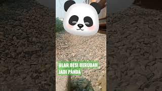 ULAR BESI BERUBAH JADI PANDA #vidioshort #shorts