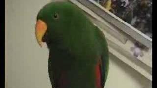 Riley The Amazing Talking Bird