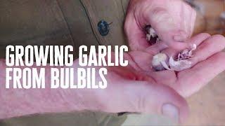 An Unconventional Way to Grow Garlic with Karl Hammer