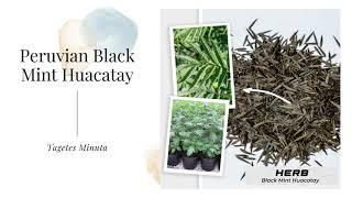 Peruvian Black Mint Huacatay Seeds Tagetes Minuta Herb Organic Open Pollinated Heirloom Aromatic USA