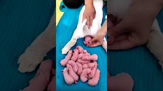 Rabbit growth - Cute Baby rabbit 1 to 21 days