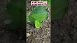 Fresh green magic  #viral #bloomwithnature #gardening #plantlovers #reels #naturevibes #nature