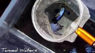 Showing of a Dumbo Purple Mosaic Male Guppy