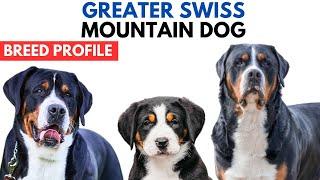 Greater Swiss Mountain Dog Breed Profile History - Price - Greater Swiss Mountain Dog Grooming