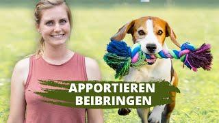 APPORTIEREN beibringen ▶︎ Erfolge nach einer Woche | Hundetraining