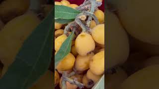 Organic Loquat Fruit || Fresh from the farm || GAMO Production
