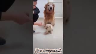 funny cats and dogs! 