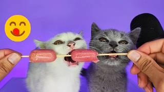 Cute Kittens Eating Sausage ASMR