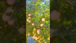 Kashmiri Apple #story #song #beauty #apple #applelover #kashmir #satisfying  #pride #autumn