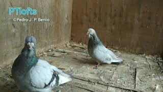 pombos Mariola  #pigeons #pigeon #palomos