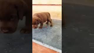 Rear chocolate color Labrador Puppy's #pets #dog #labradorretriever #labrador #lab #dogowner #dogs