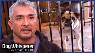 Excitable Bulldog Causes Havoc At Owner's Café | Dog Whisperer With Cesar Millan