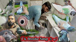 Ab Sahi Pigeons Breedar Satup Banaoo Ga 