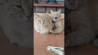 cats  #short #animals #cat