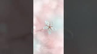 whatsapp video // some beautiful flowers //#Shorts #flower #Earthflowers #ShotsReel