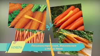 Морковь | Календарь садовода